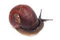 Oligospira waltoni Deniyaya, Sri Lanka adult F1
